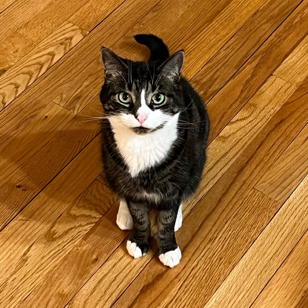 PLEASE make an offer if you see something you like! 😻😽😸